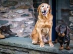 Dog friendly Dog friendly